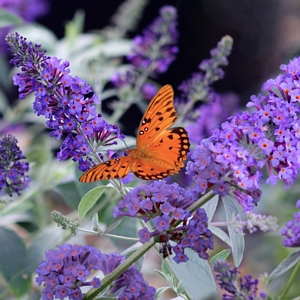 Butterfly Blue Heaven